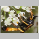 Cosmoconus nigriventris - Schlupfwespe m02d 11mm - OS-Hellern Wiese det06.jpg